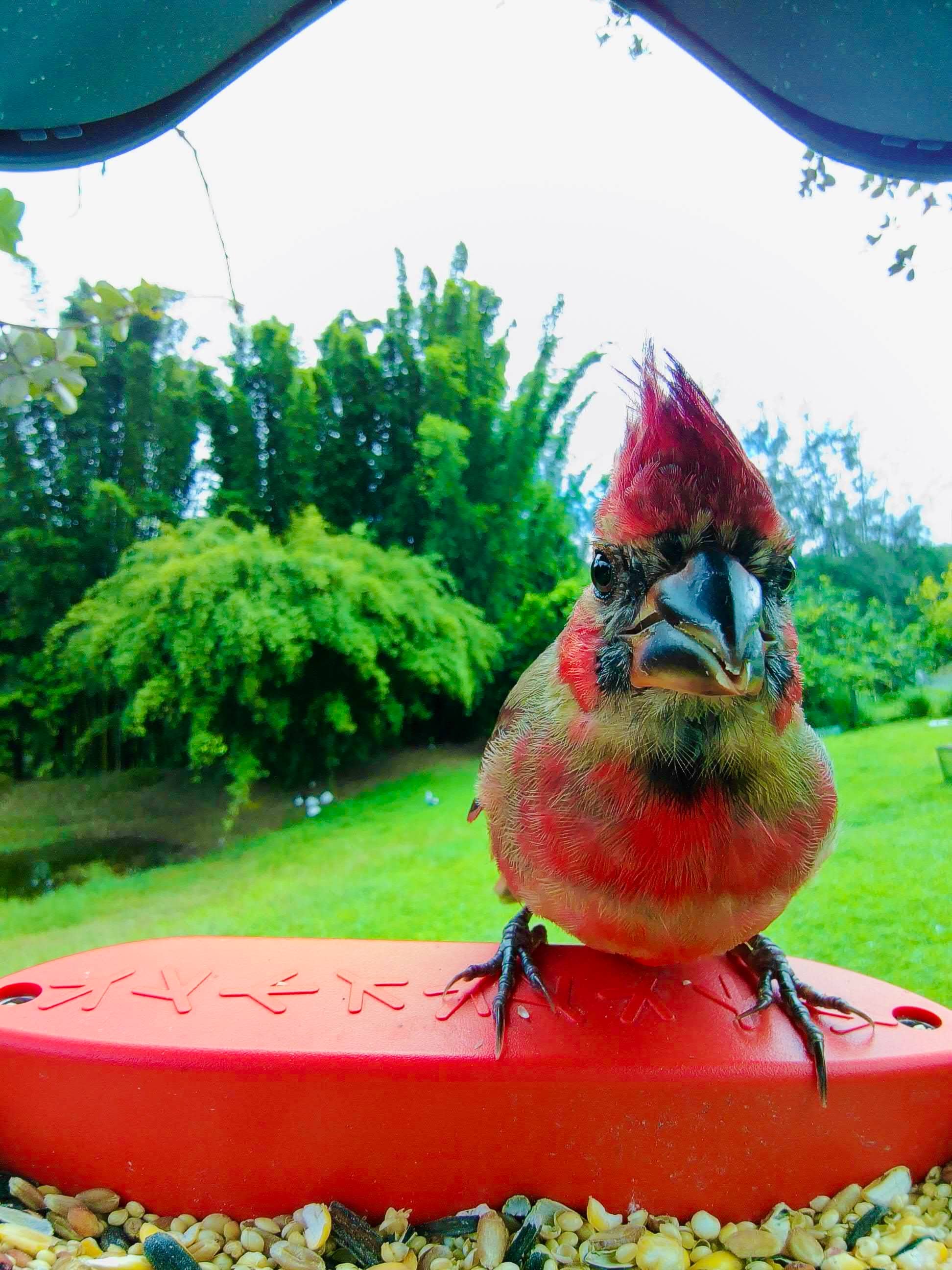 Picture of a northern cardinal sitting on the Birdbuddy perch