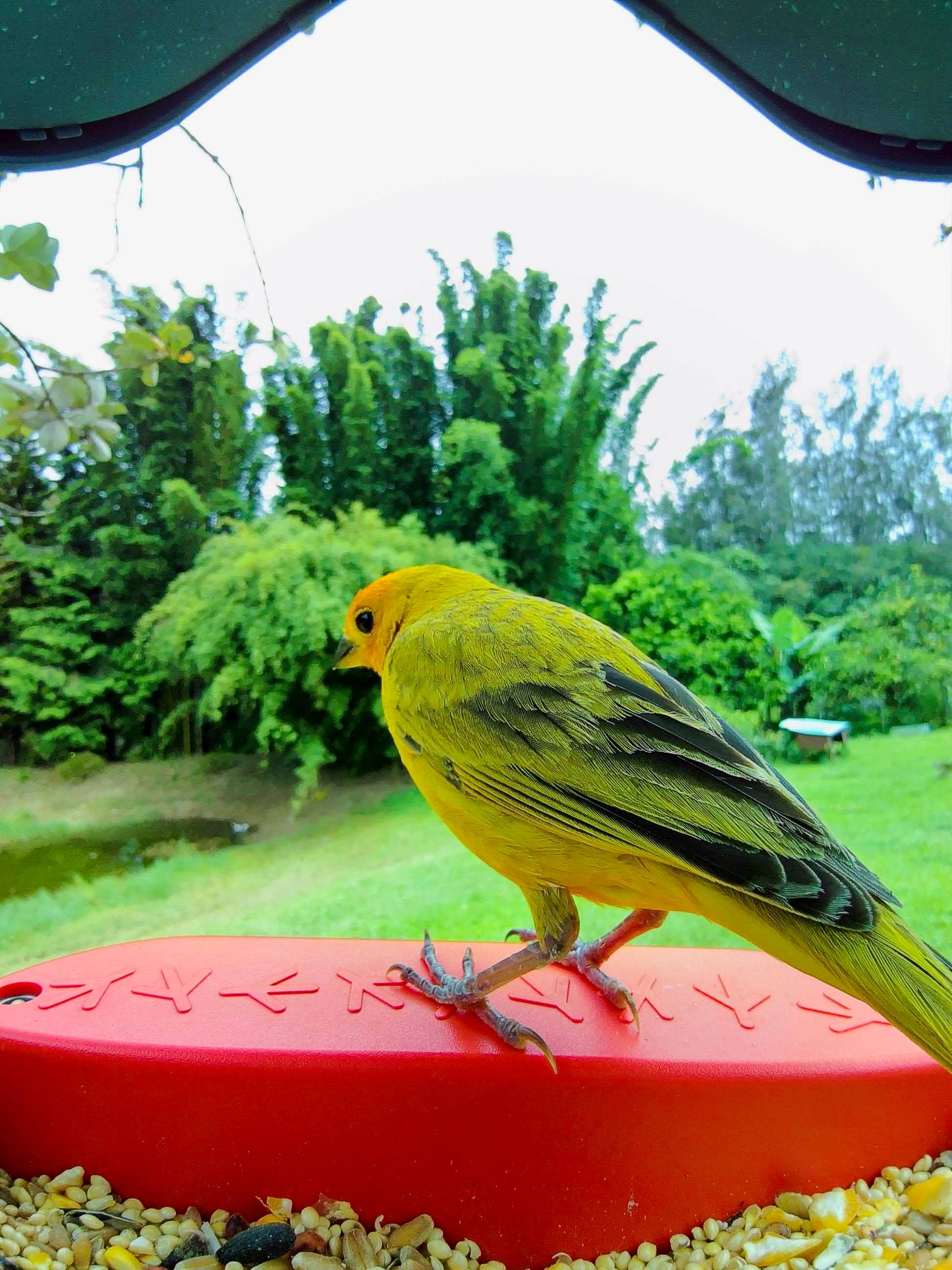 Picture of a saffron finch sitting on the Birdbuddy perch