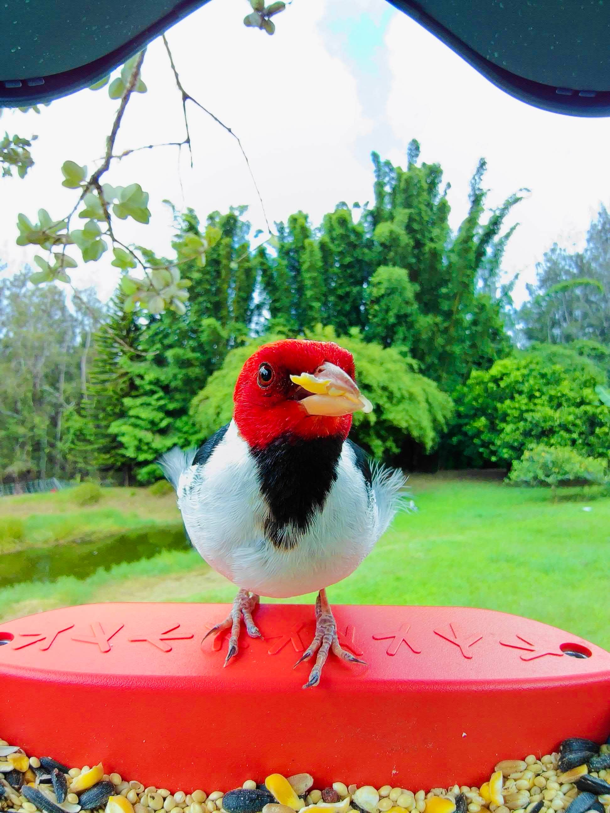 Picture of a yellow billed cardinal sitting on the Birdbuddy perch