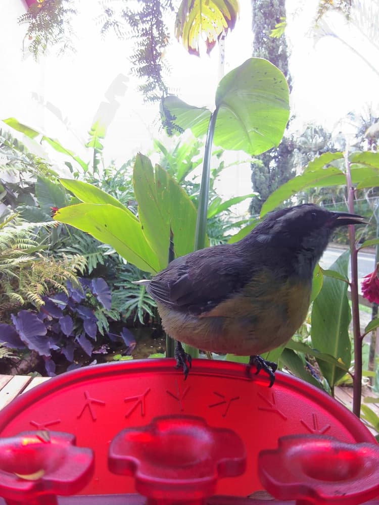 Adult female Bananaquit