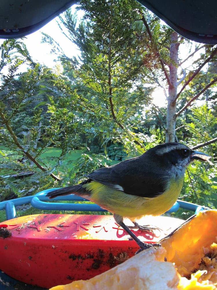 Adult male Bananaquit