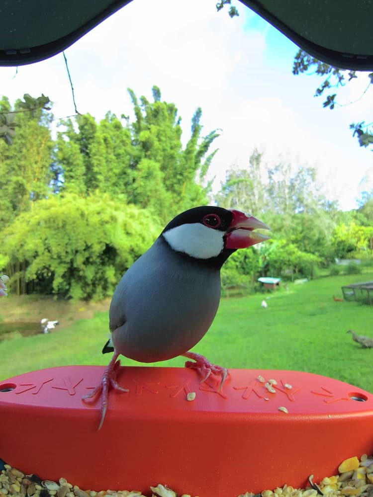 Adult female Java Sparrow