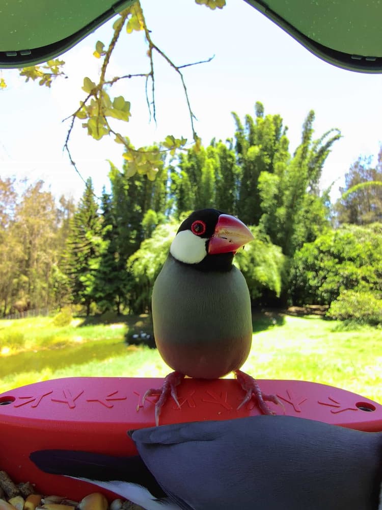 Adult male Java Sparrow