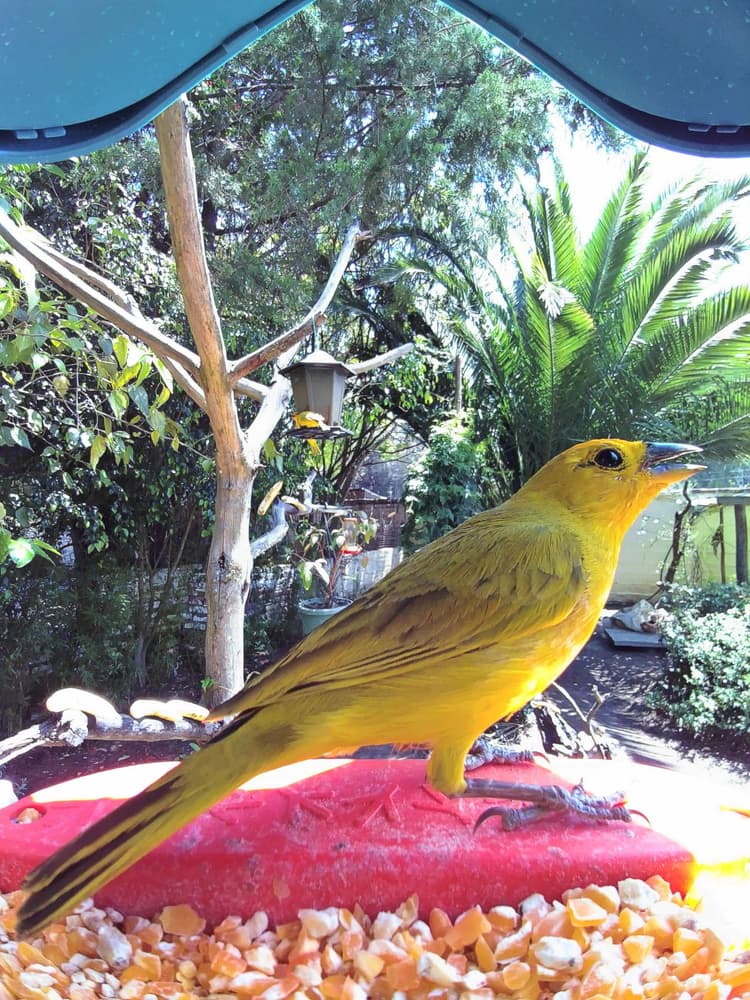 Adult female Saffron Finch