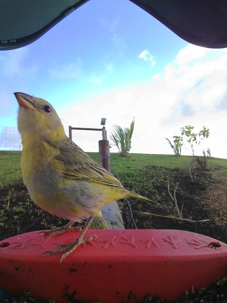 Adult female Saffron Finch