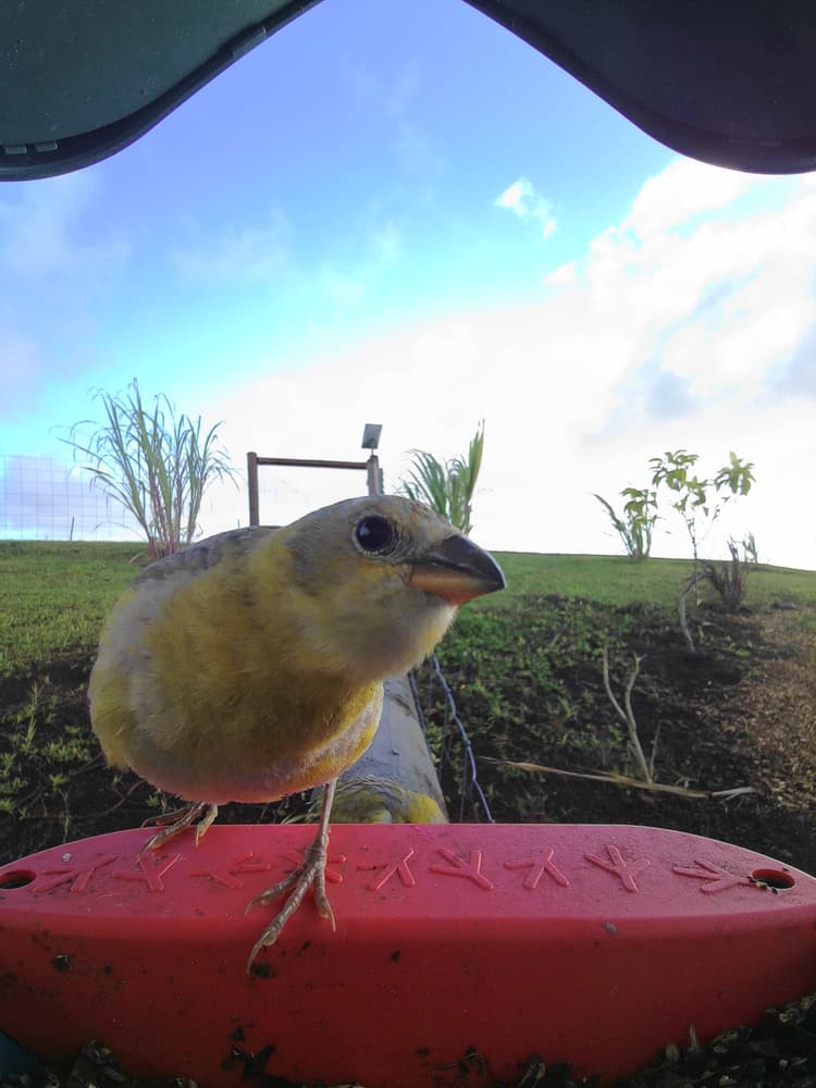 Adult female Saffron Finch