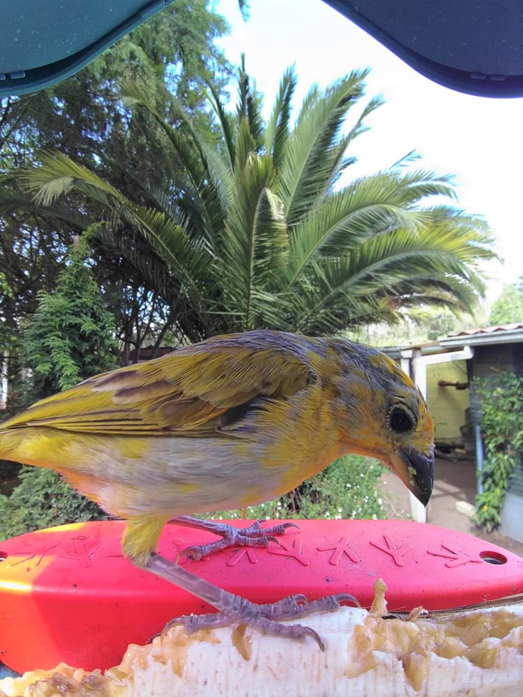 Juvenile Saffron Finch