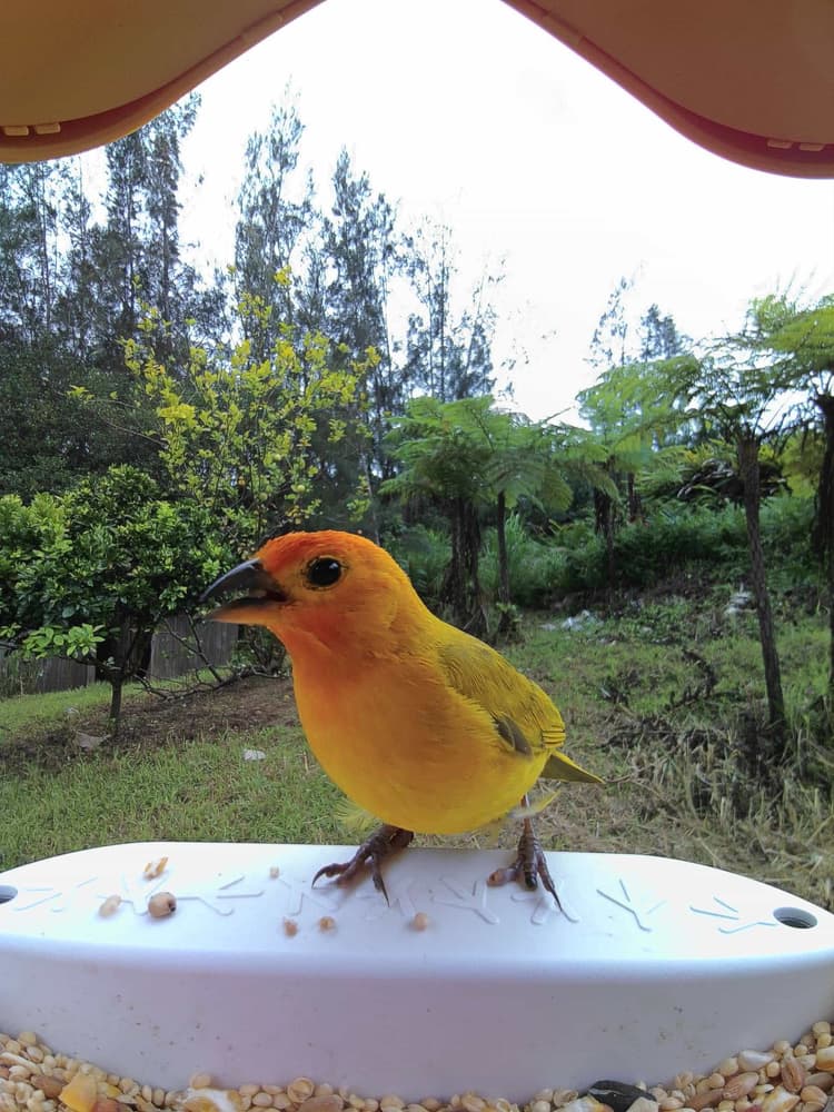 Adult male Saffron Finch