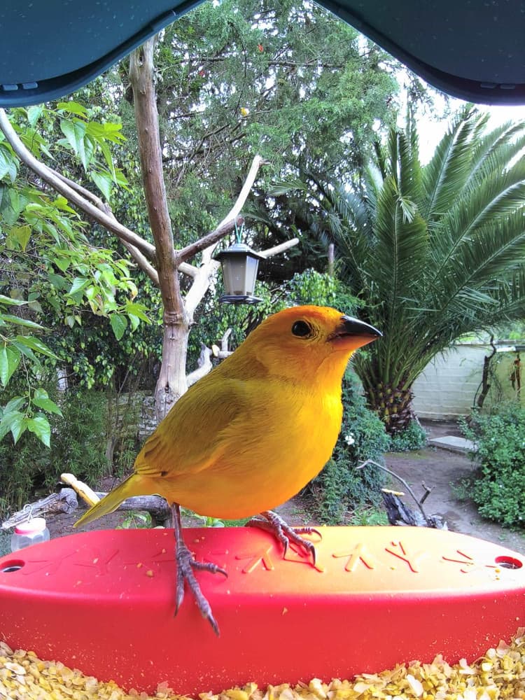Adult male Saffron Finch