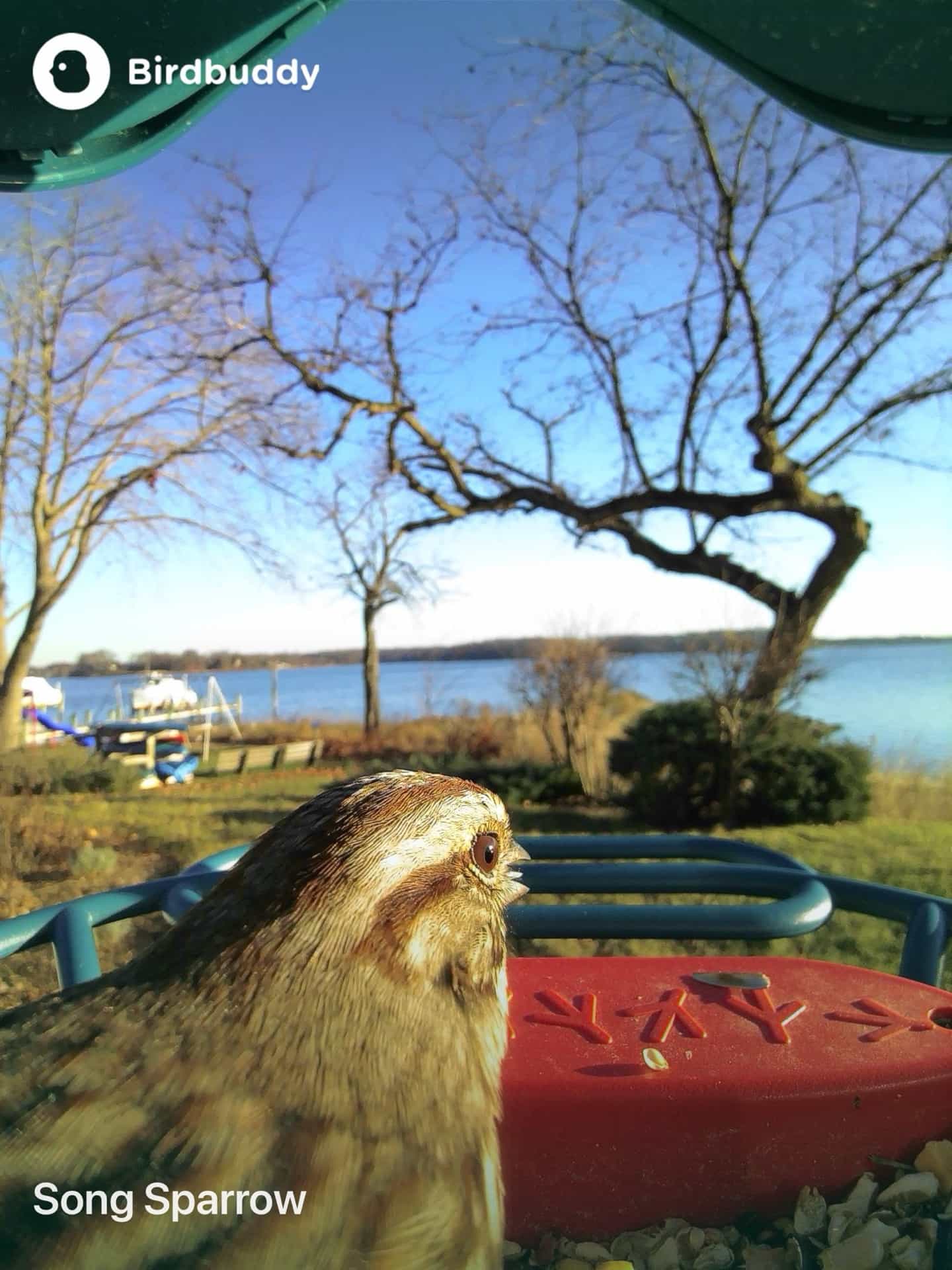 Song Sparrow image 13