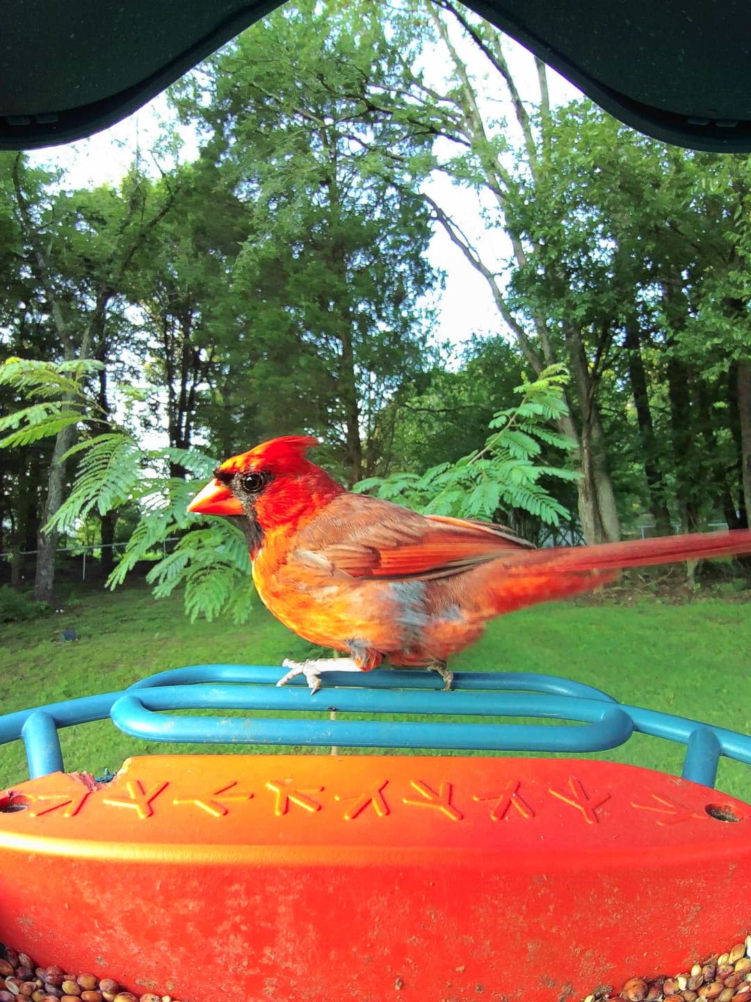 Northern Cardinal