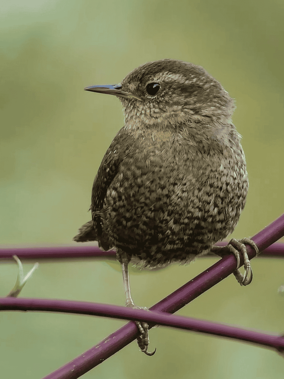 Pacific Wren