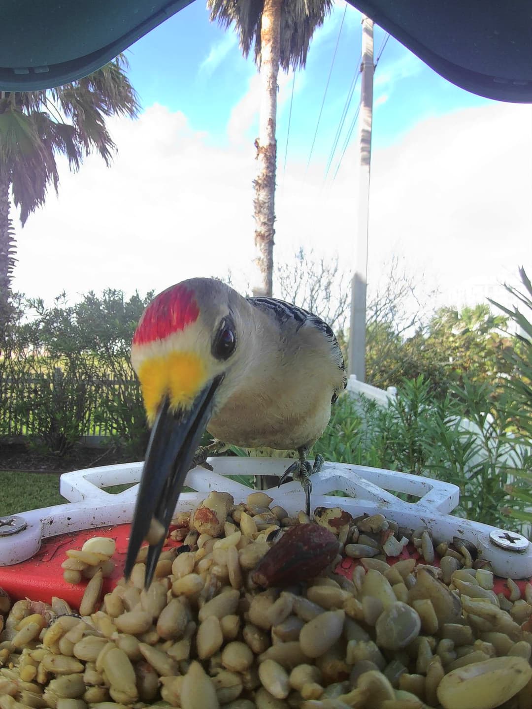 Golden-Fronted Woodpecker
