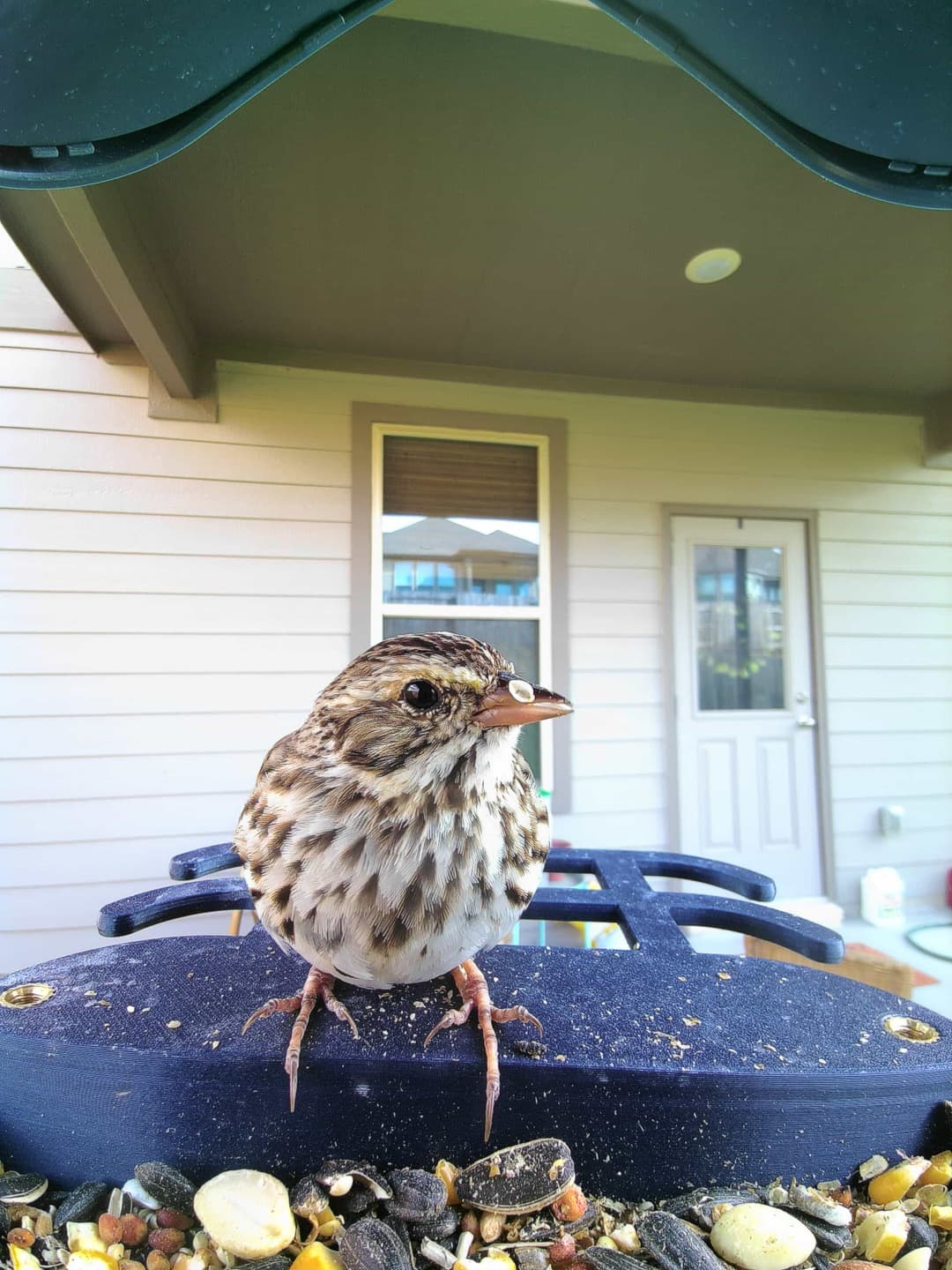 Savannah Sparrow