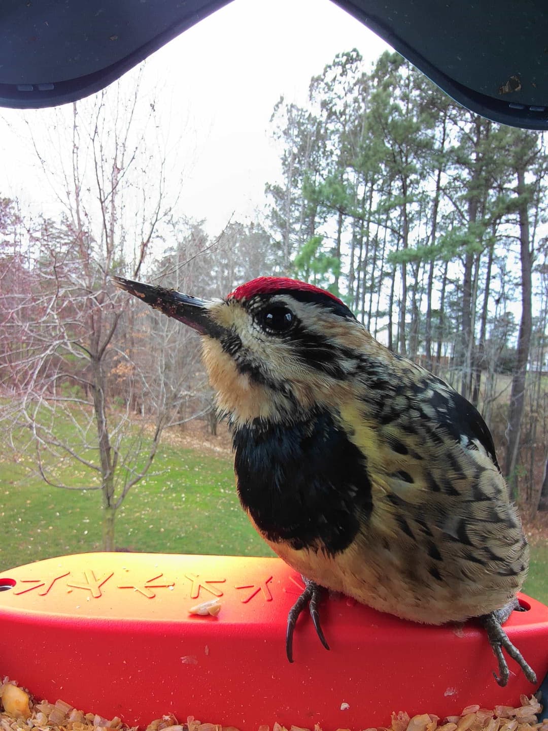 Yellow-Bellied Sapsucker