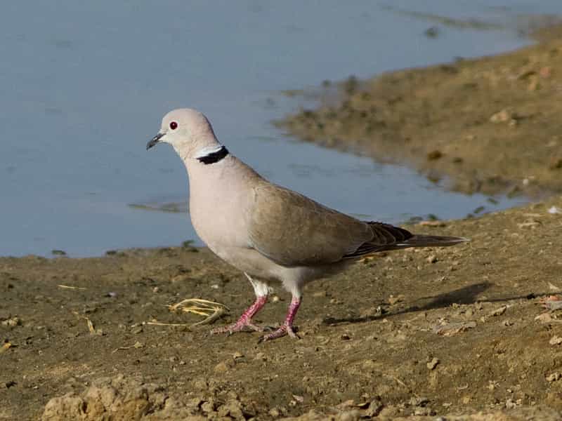 African Collared Dove