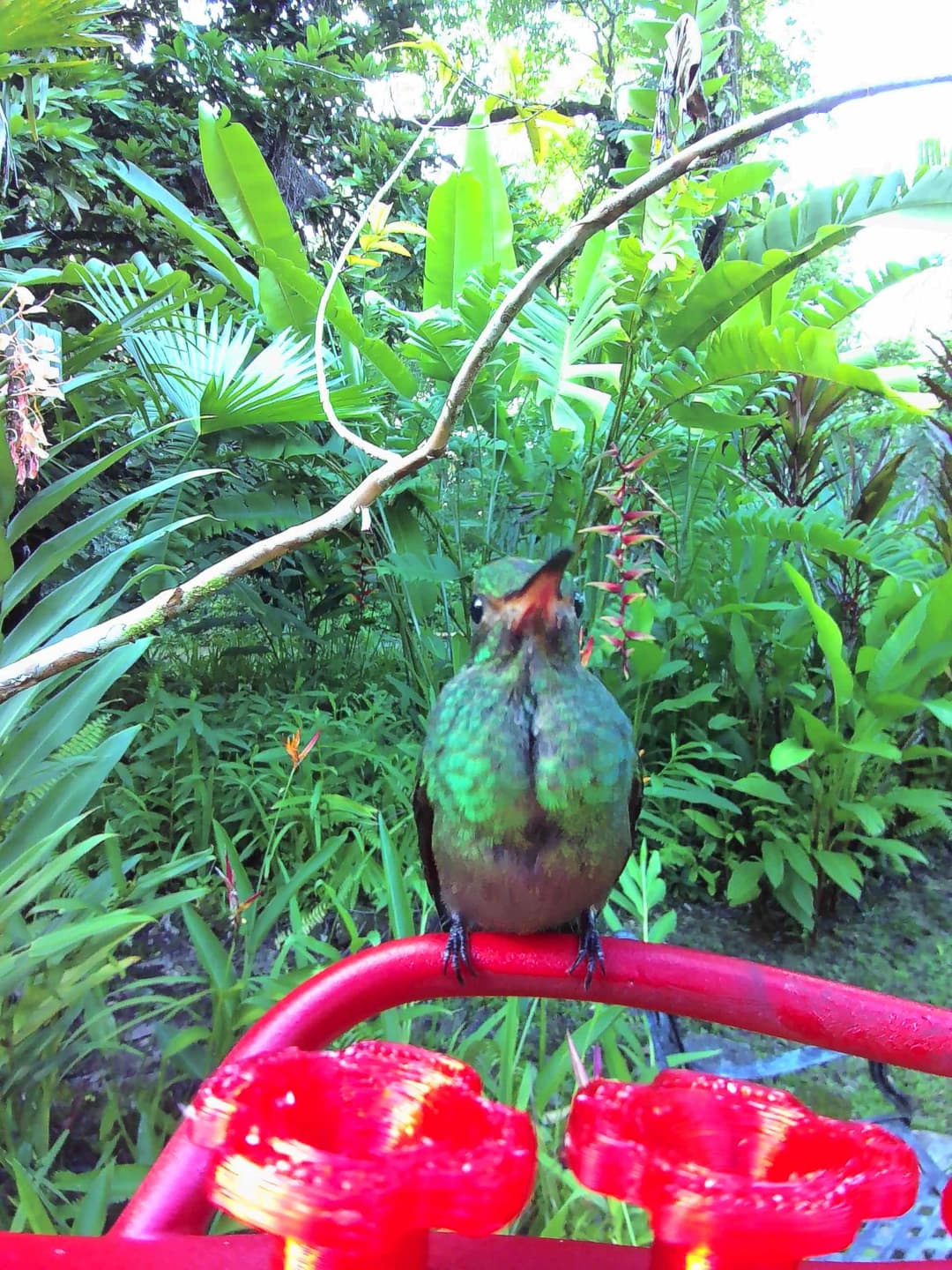 Rufous-Tailed Hummingbird