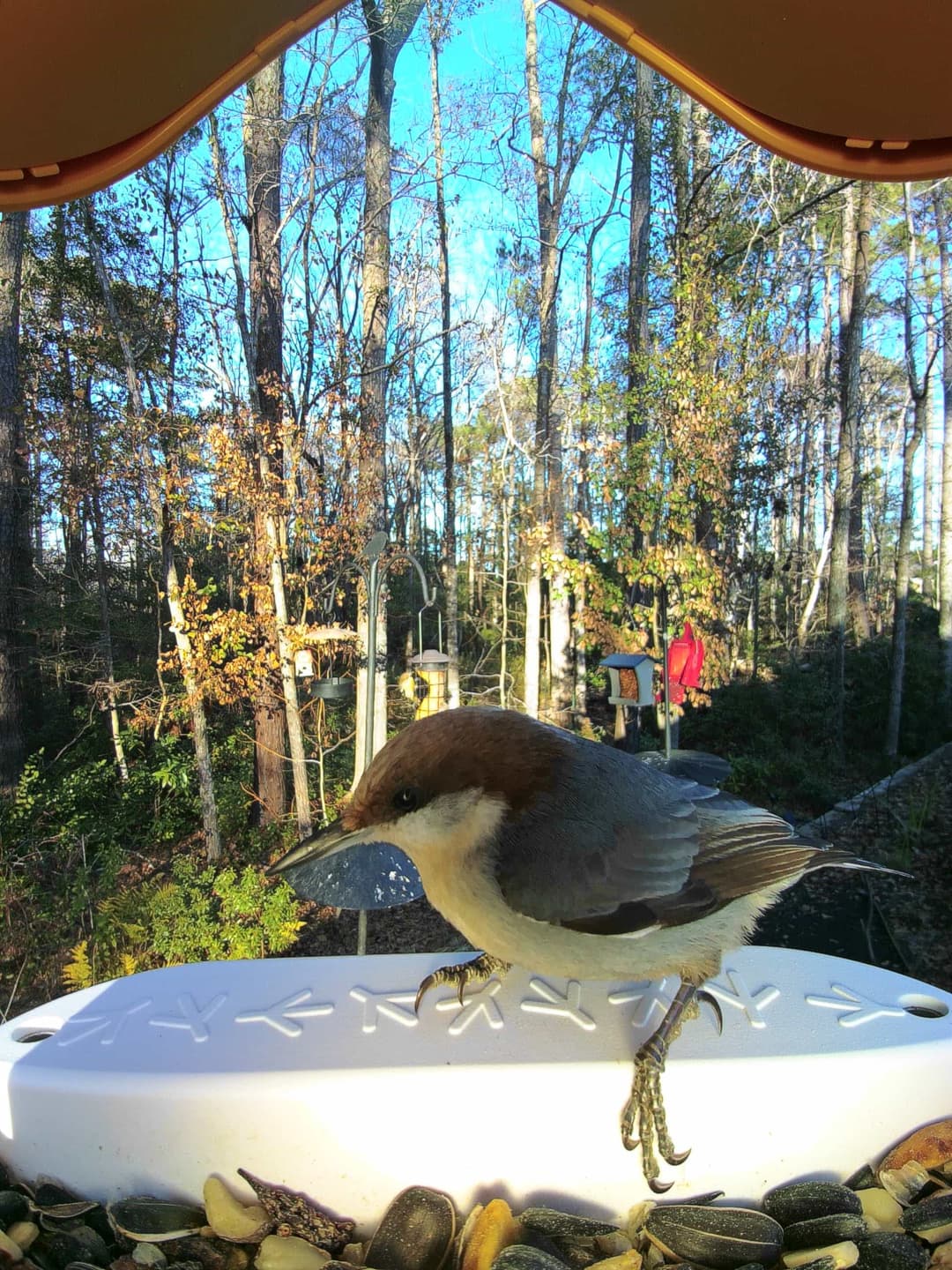 Brown-Headed Nuthatch