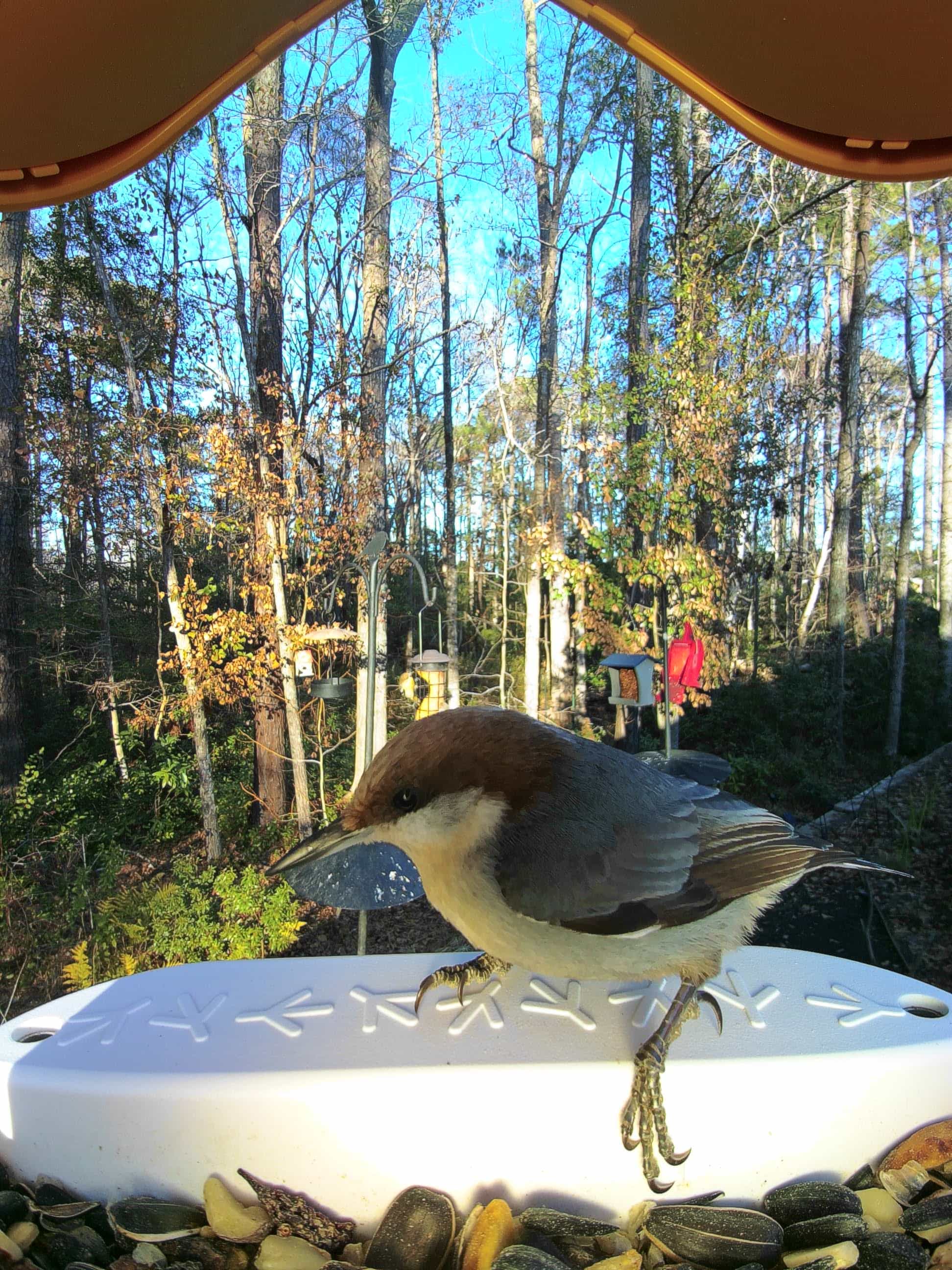 Greensboro on a feeder