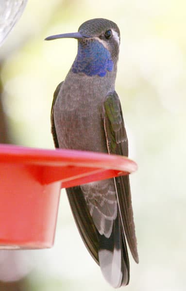 Blue-Throated Mountain-Gem