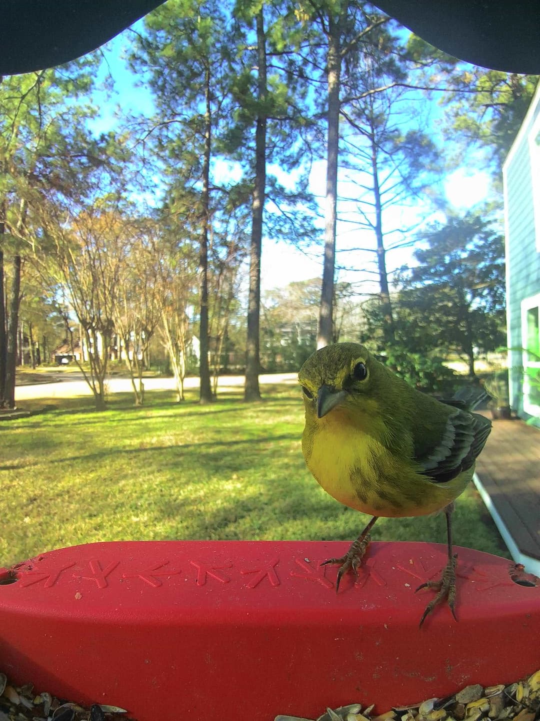 Tennessee Warbler