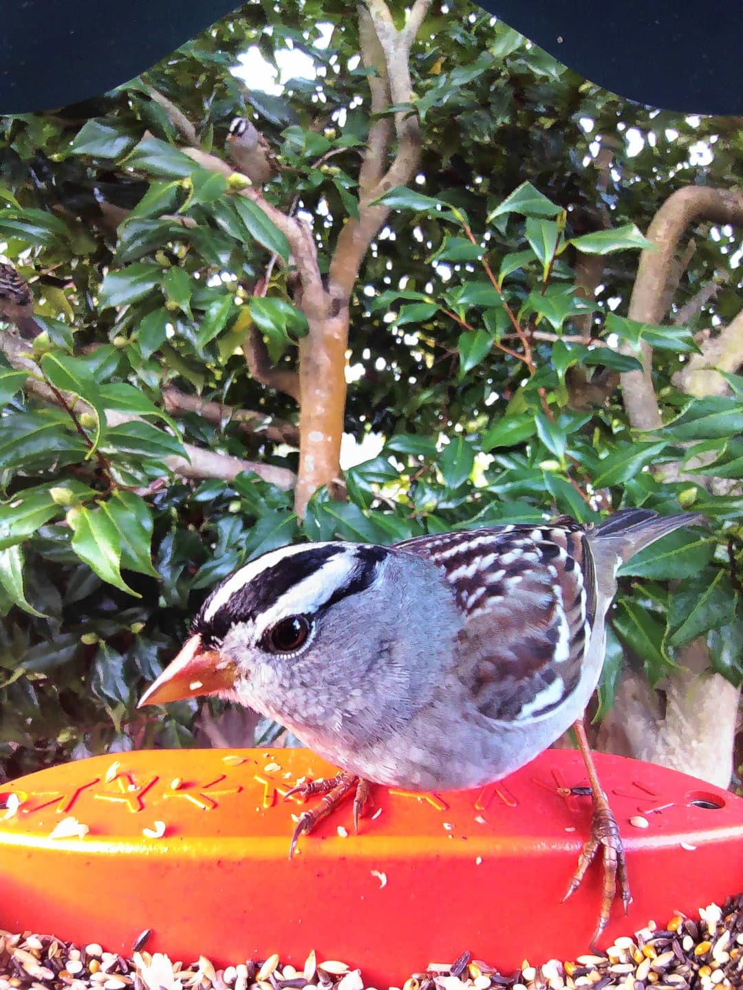 White-Crowned Sparrow