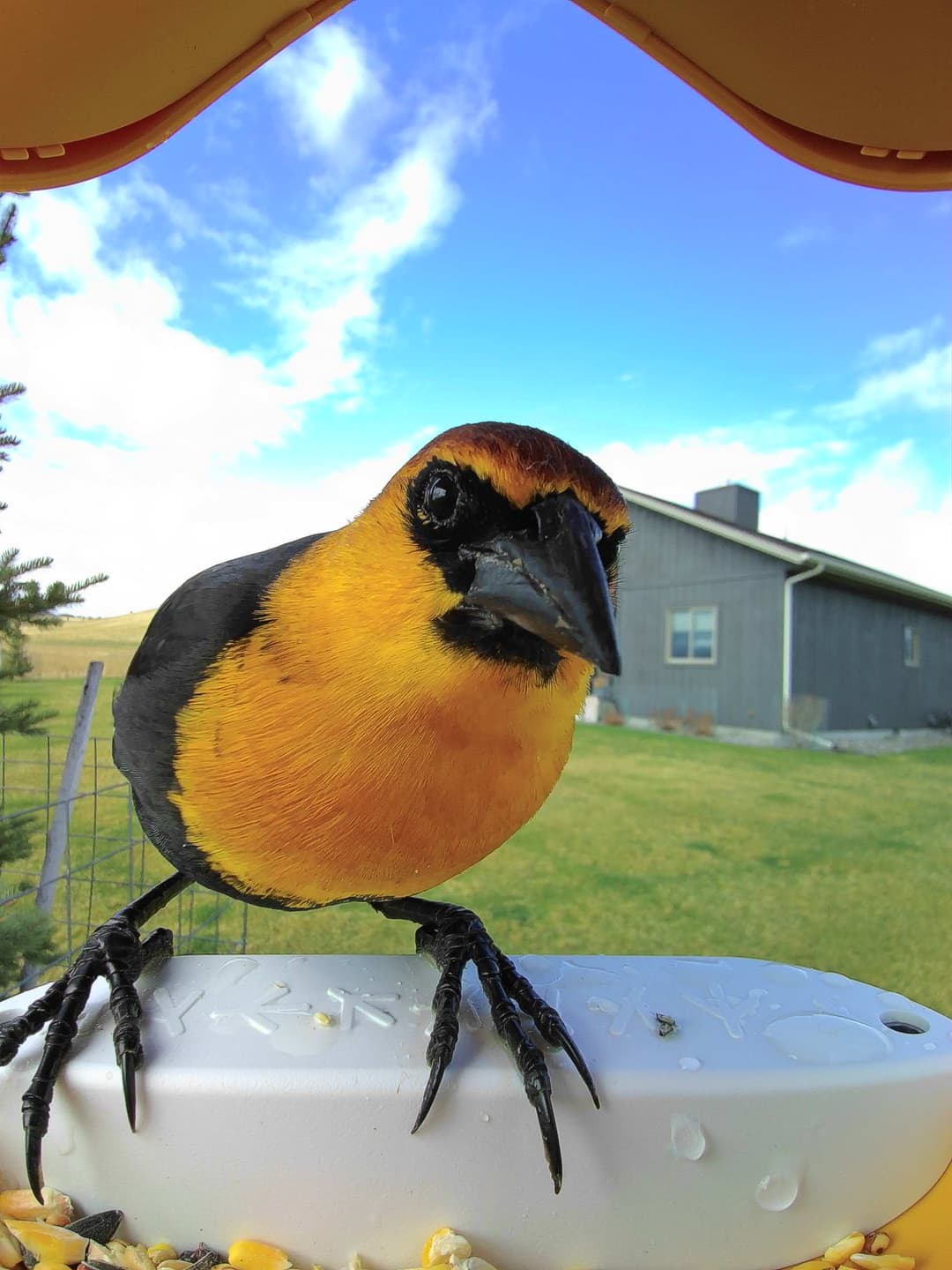 Yellow-Headed Blackbird
