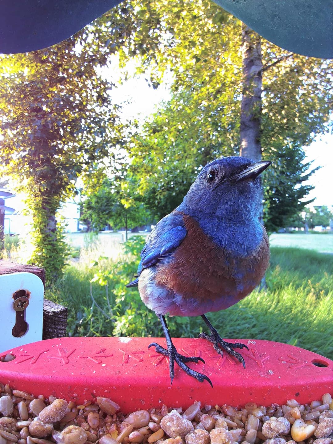 Western Bluebird