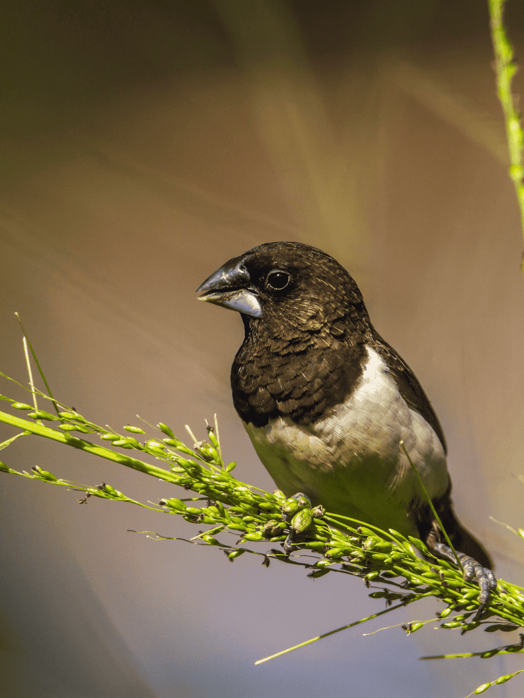 White-Rumped Munia
