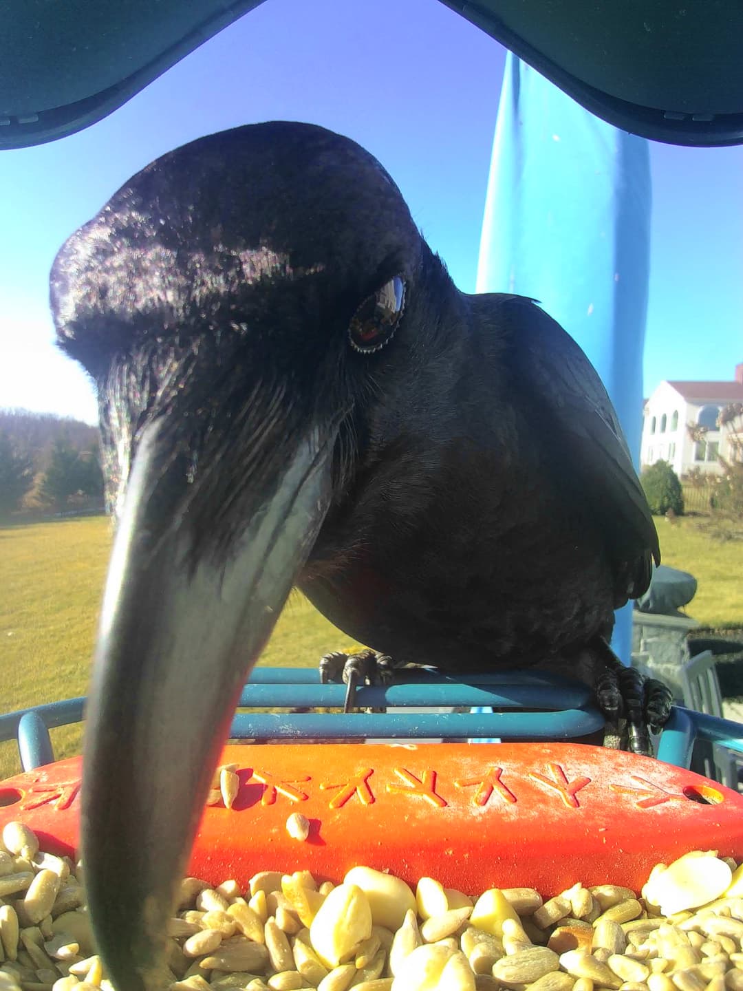 Common Raven