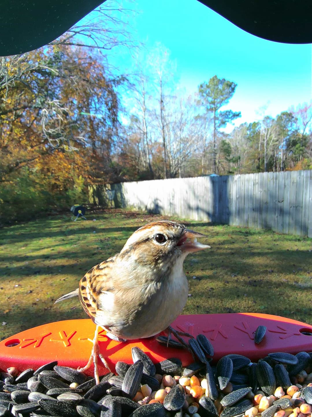 Clay-Colored Sparrow