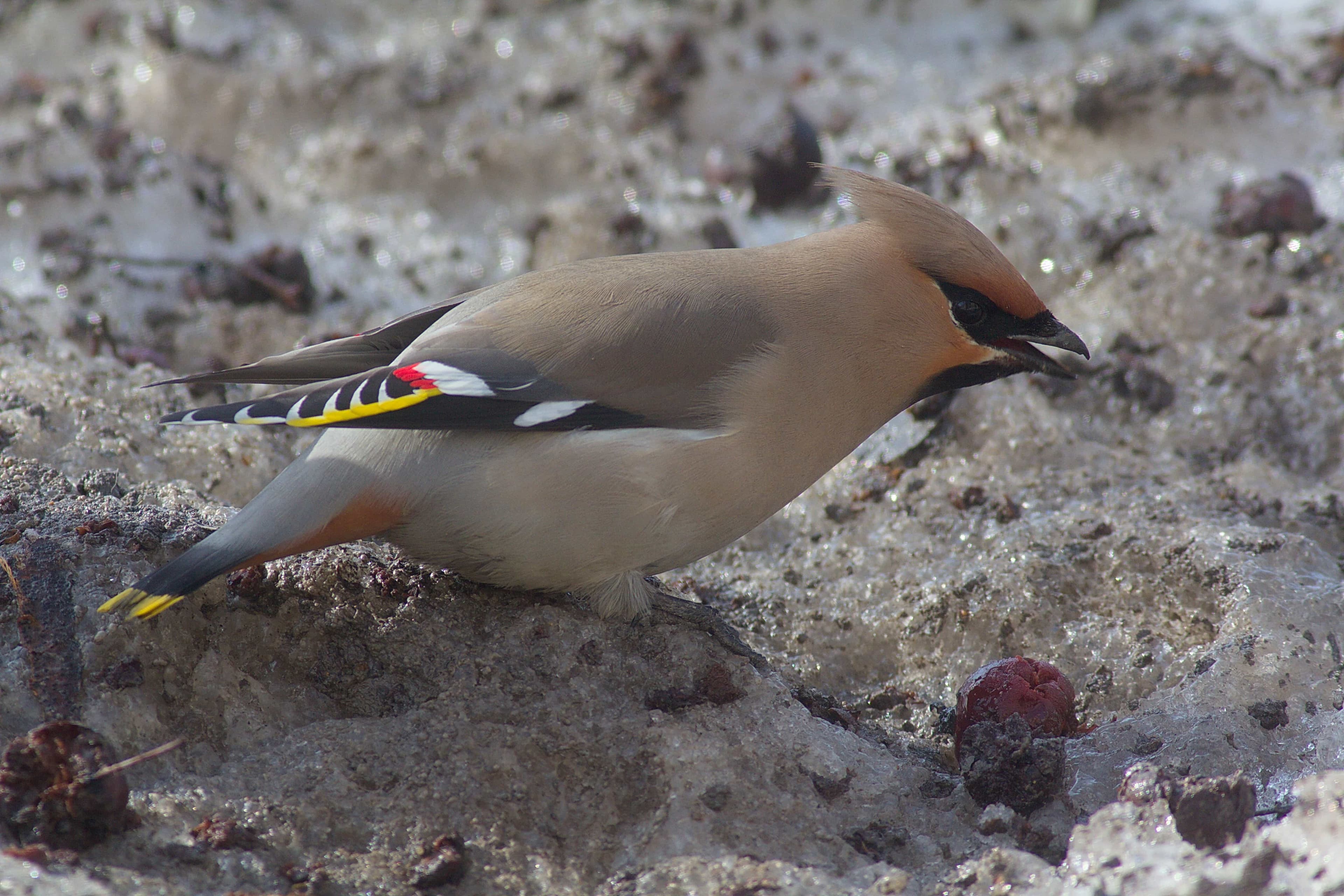 Billings on a feeder