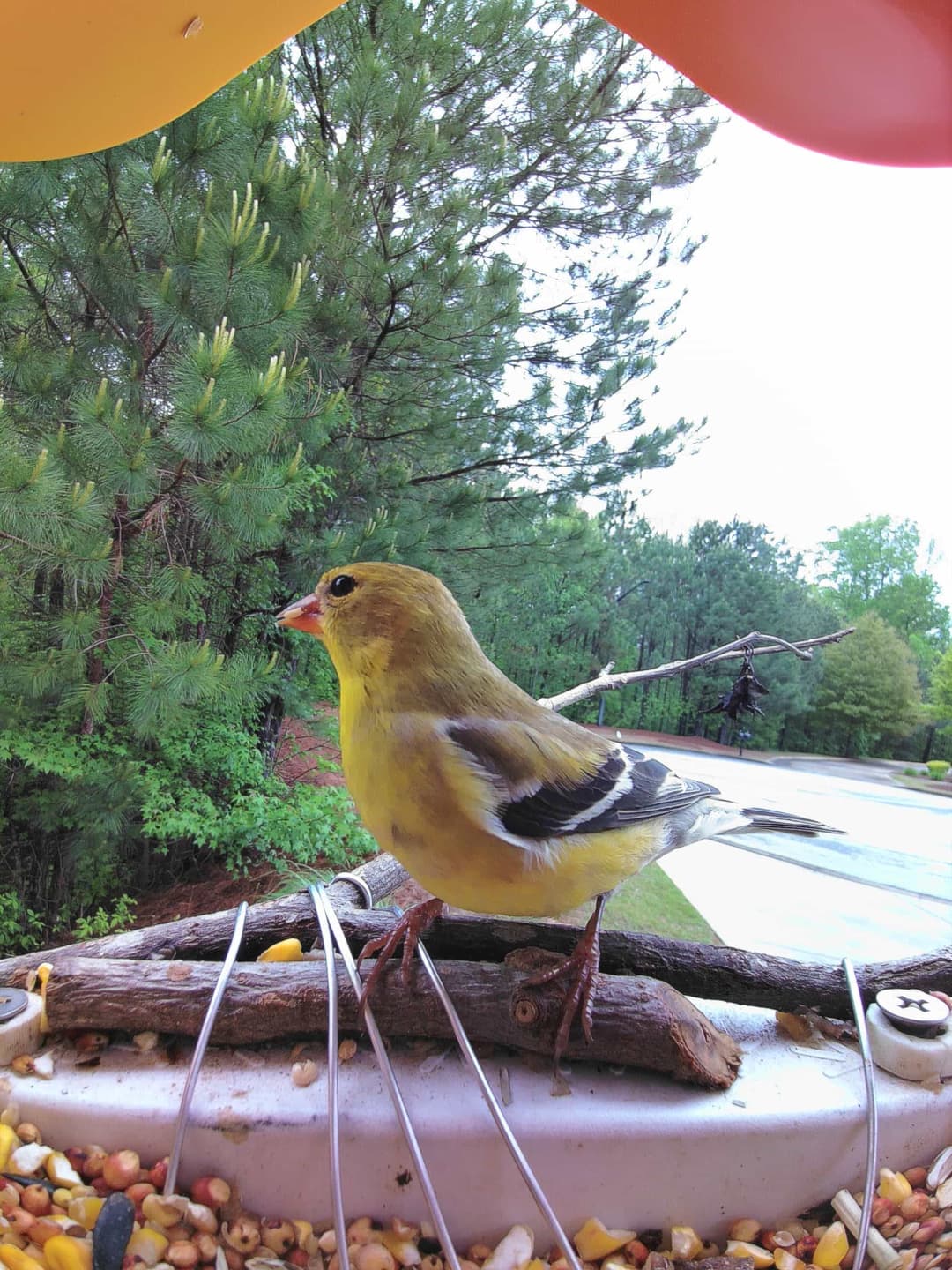 American Goldfinch