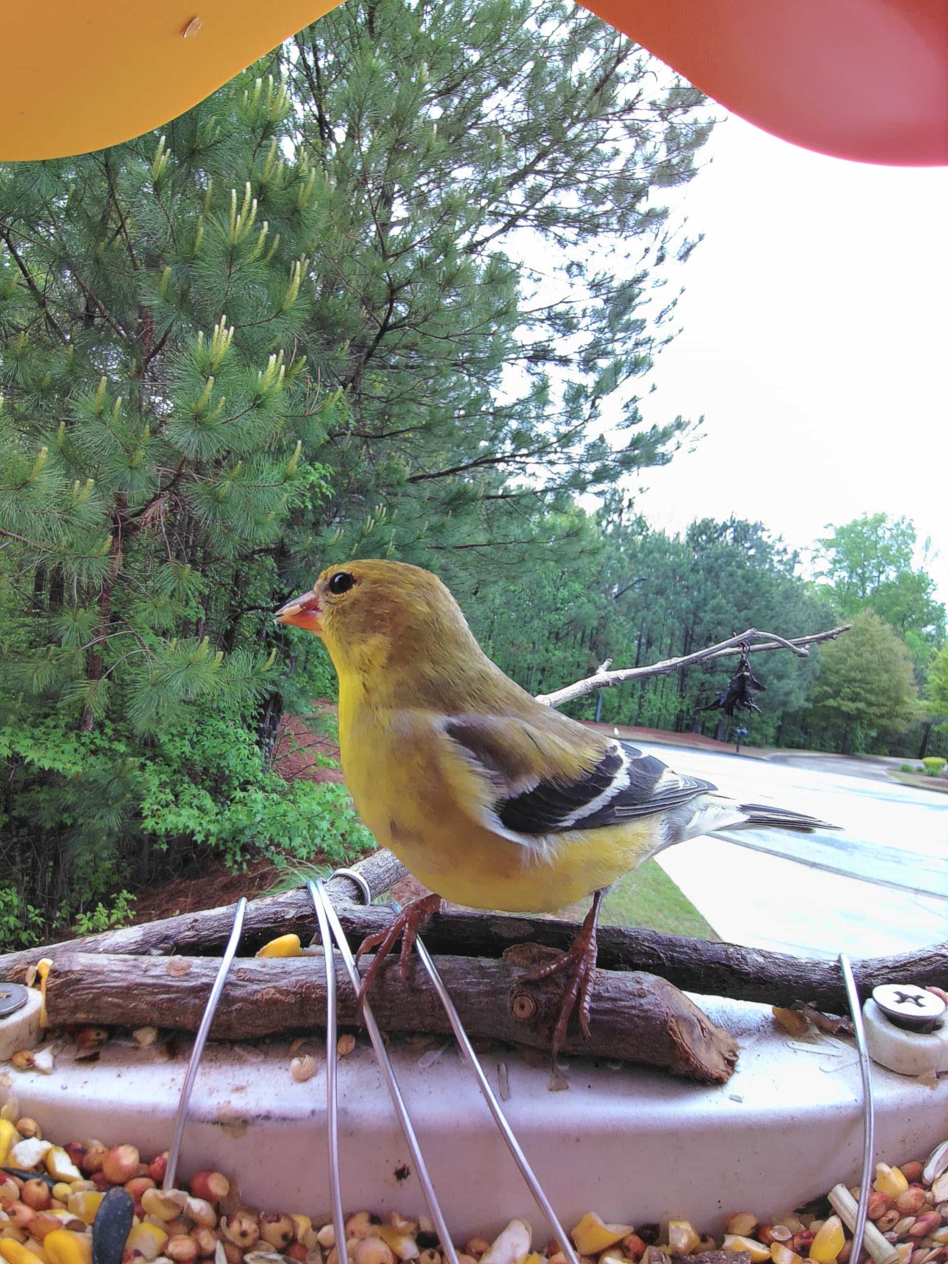Fontana on a feeder