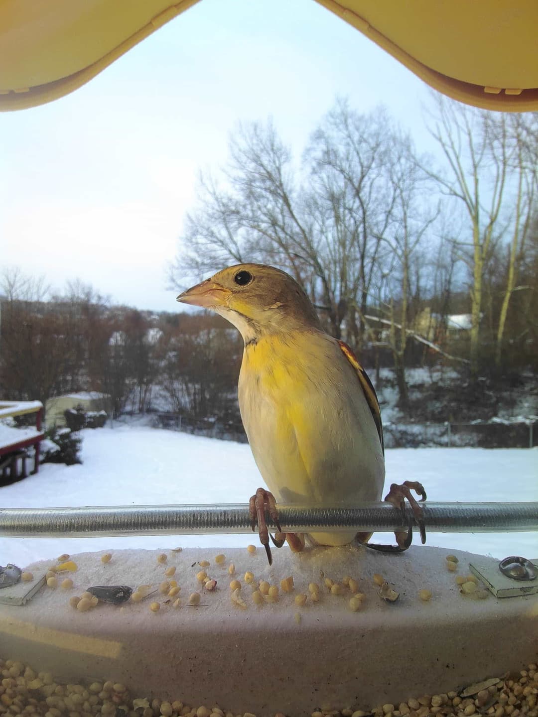 Dickcissel