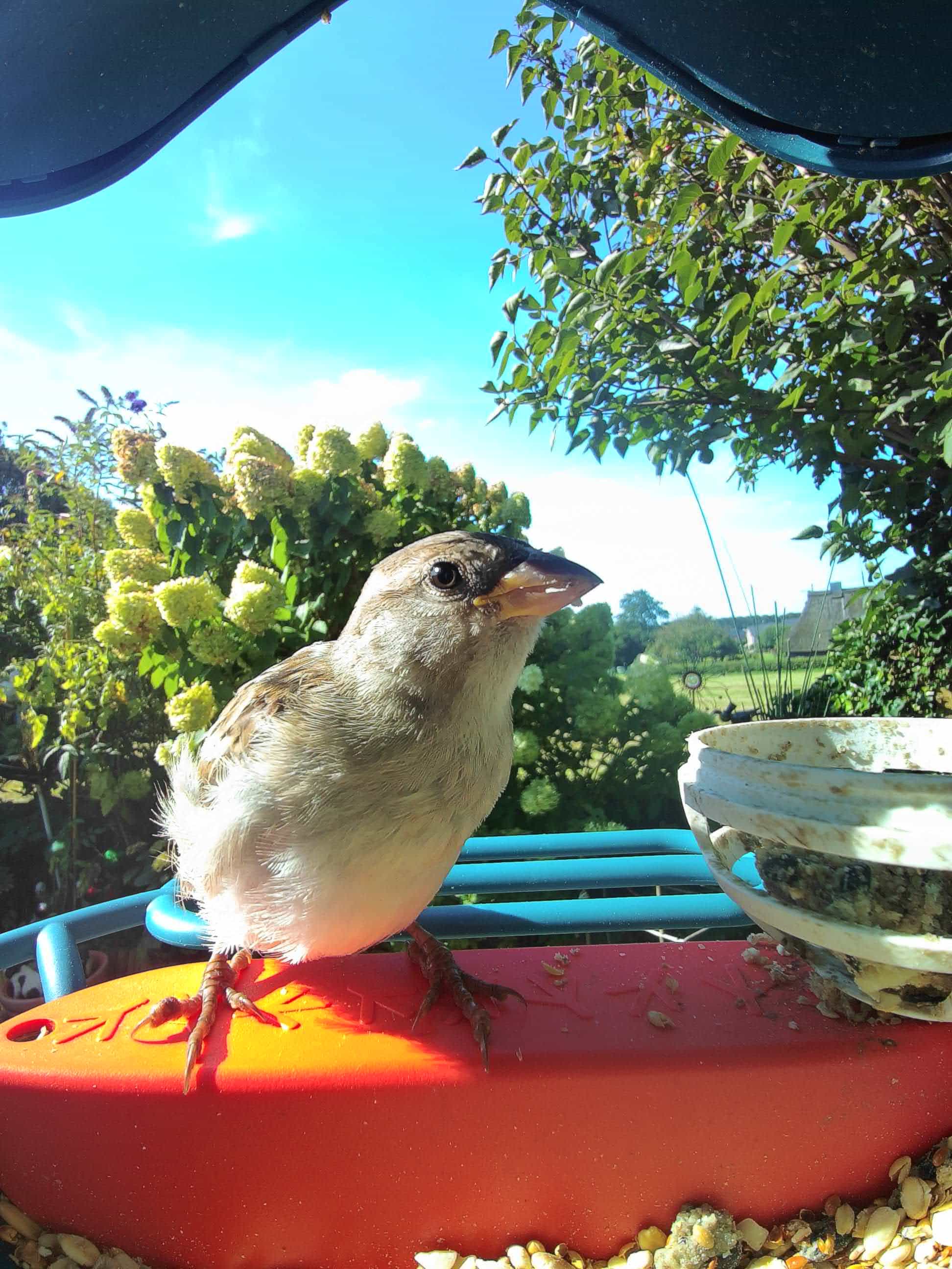 Fontana on a feeder