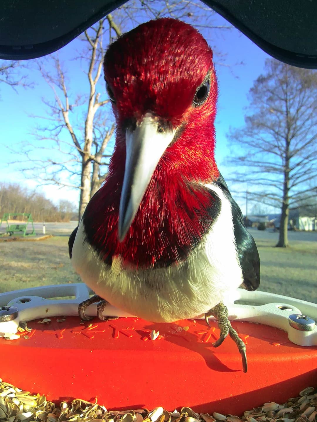 Red-Headed Woodpecker