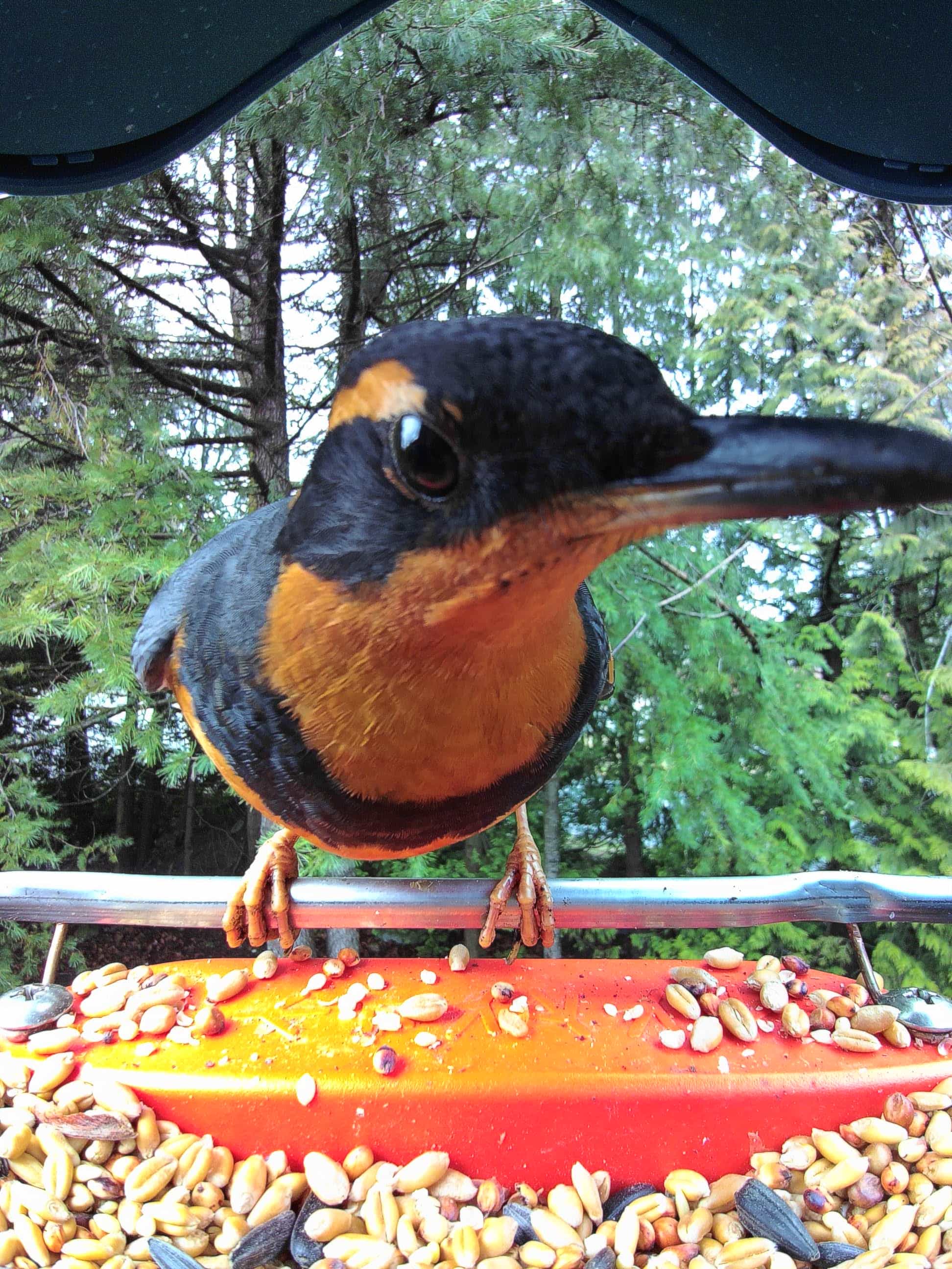 Colorado Springs on a feeder