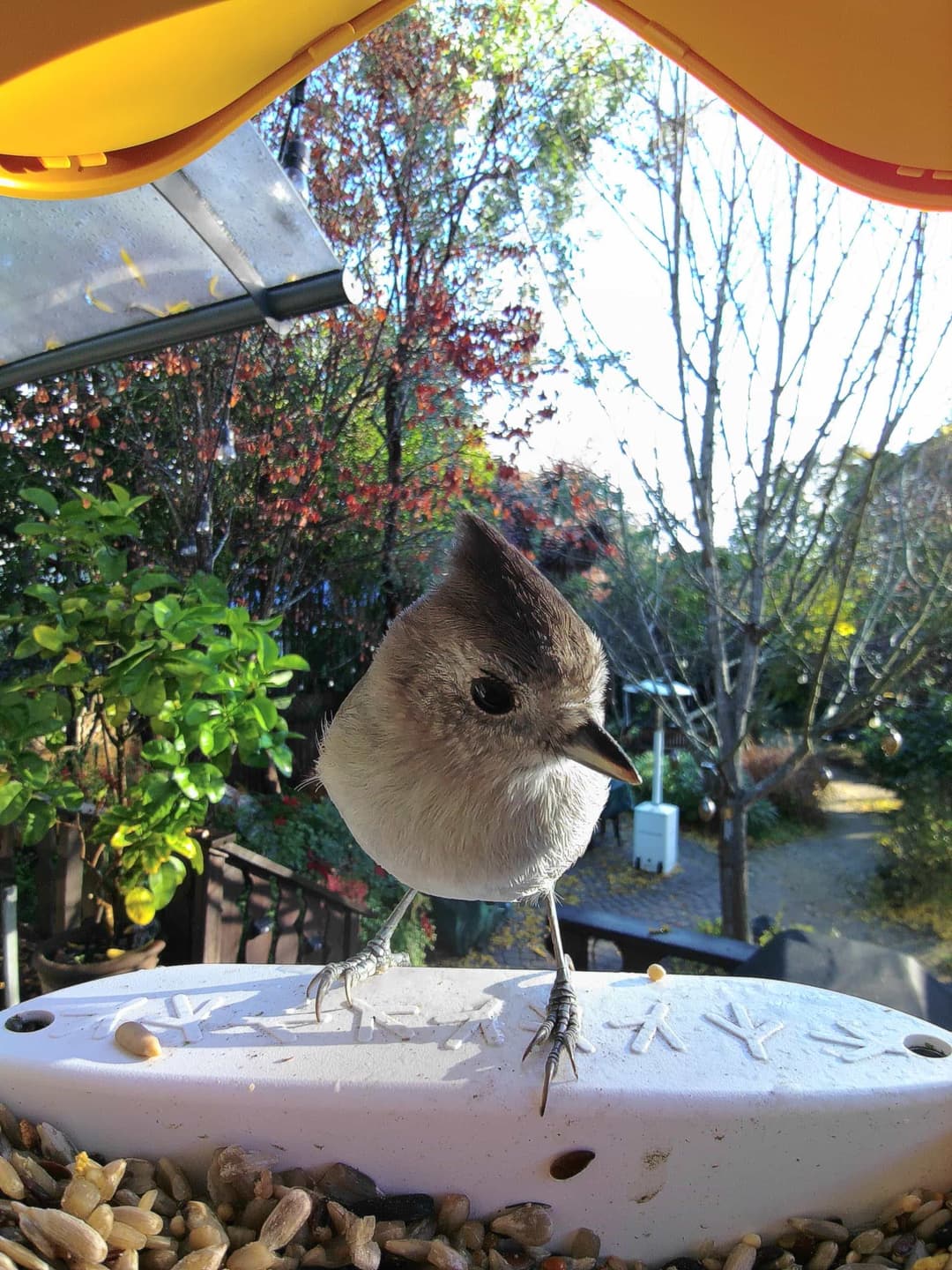 Oak Titmouse