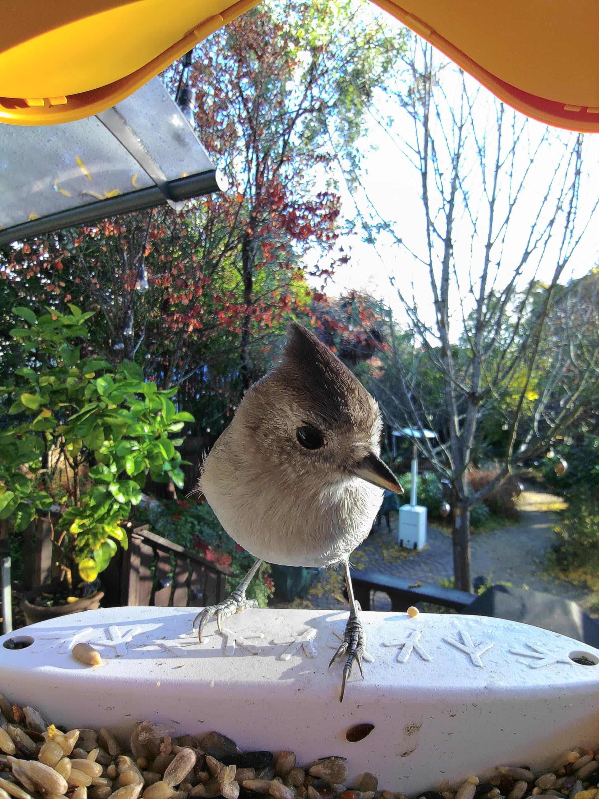 Fontana on a feeder