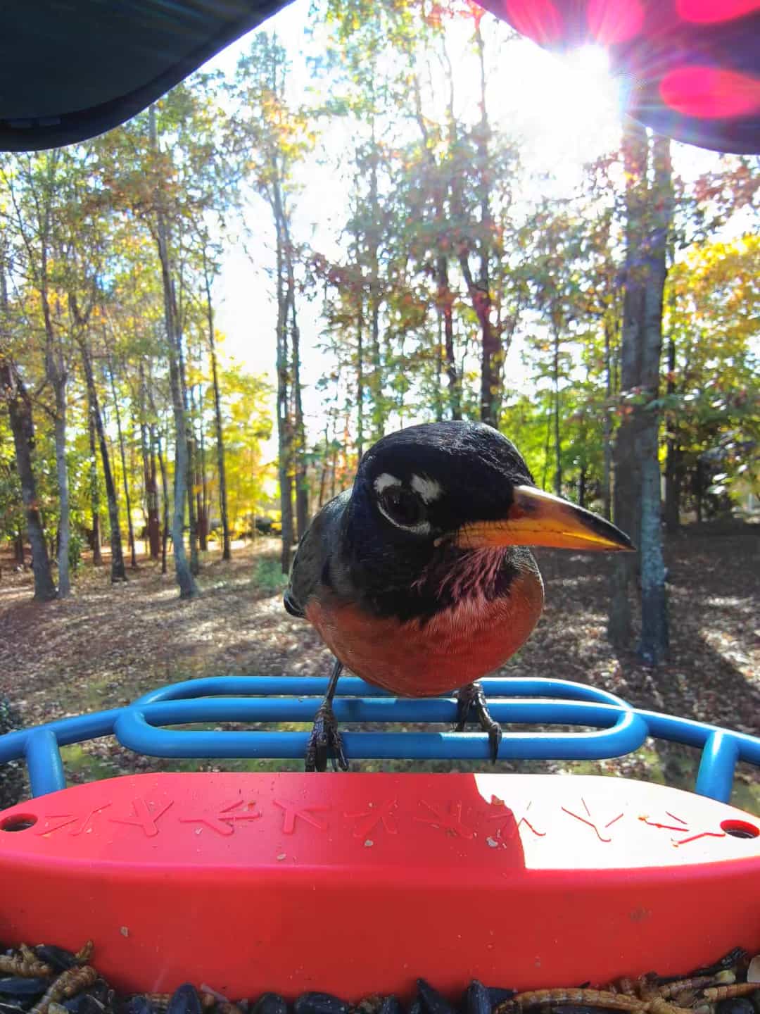 American Robin