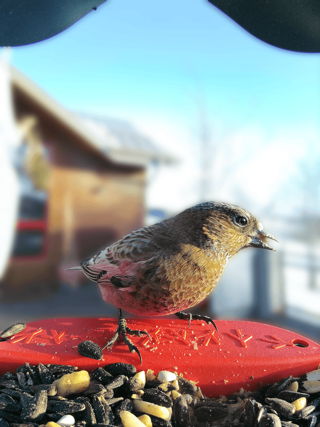 Brown-Capped Rosy-Finch