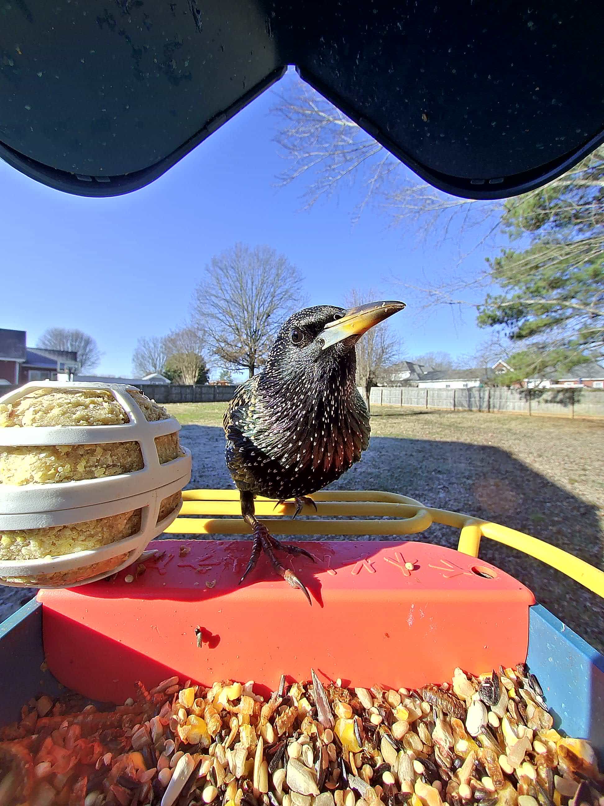 Fontana on a feeder