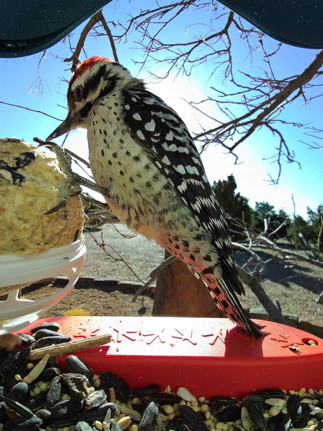 Ladder-Backed Woodpecker