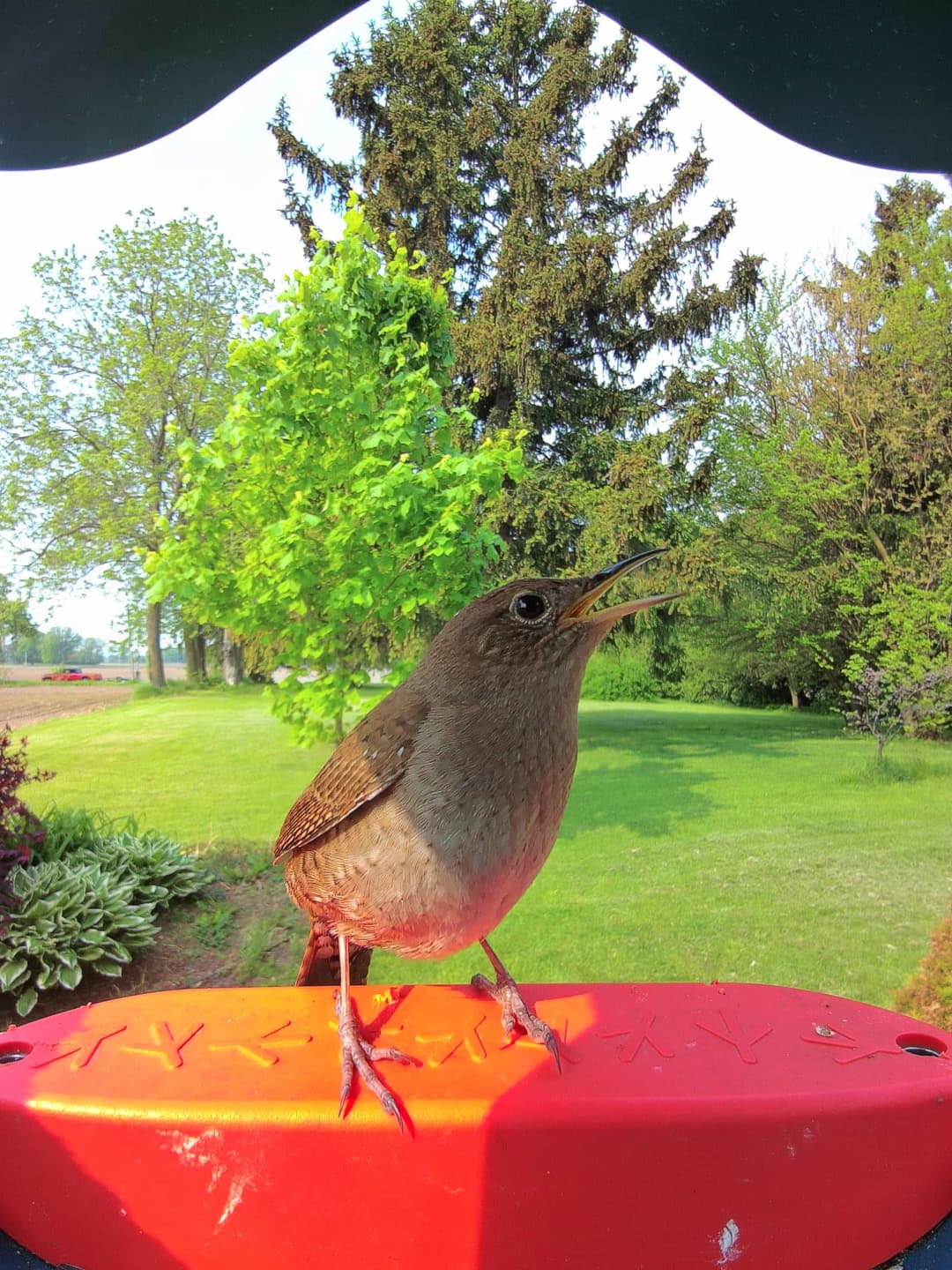 House Wren