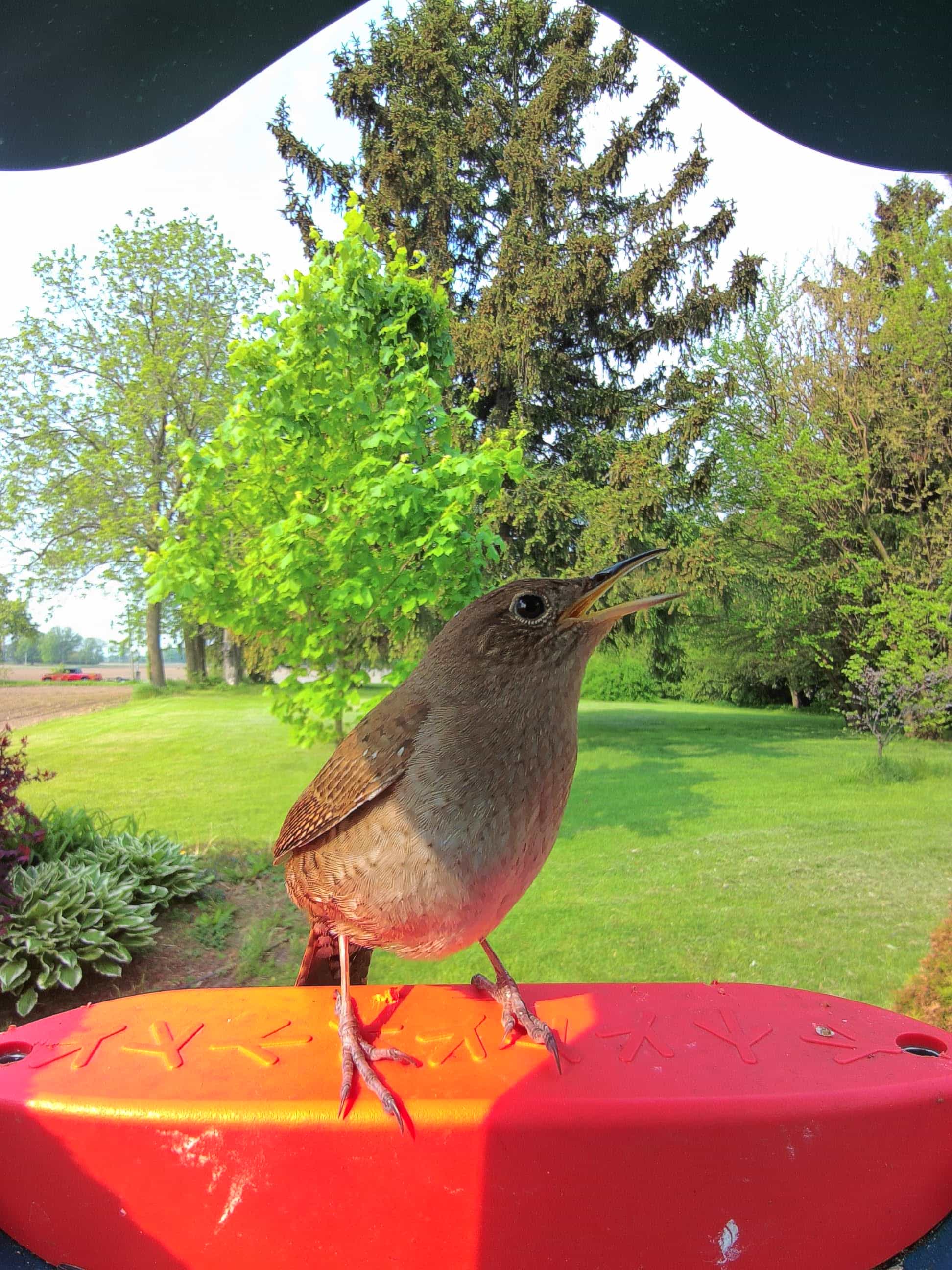 Naperville on a feeder