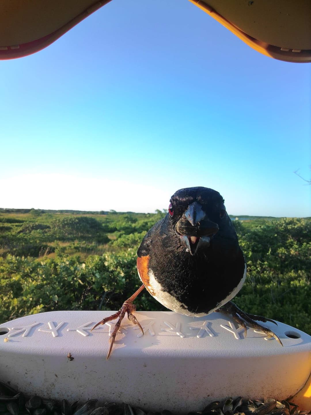 Eastern Towhee