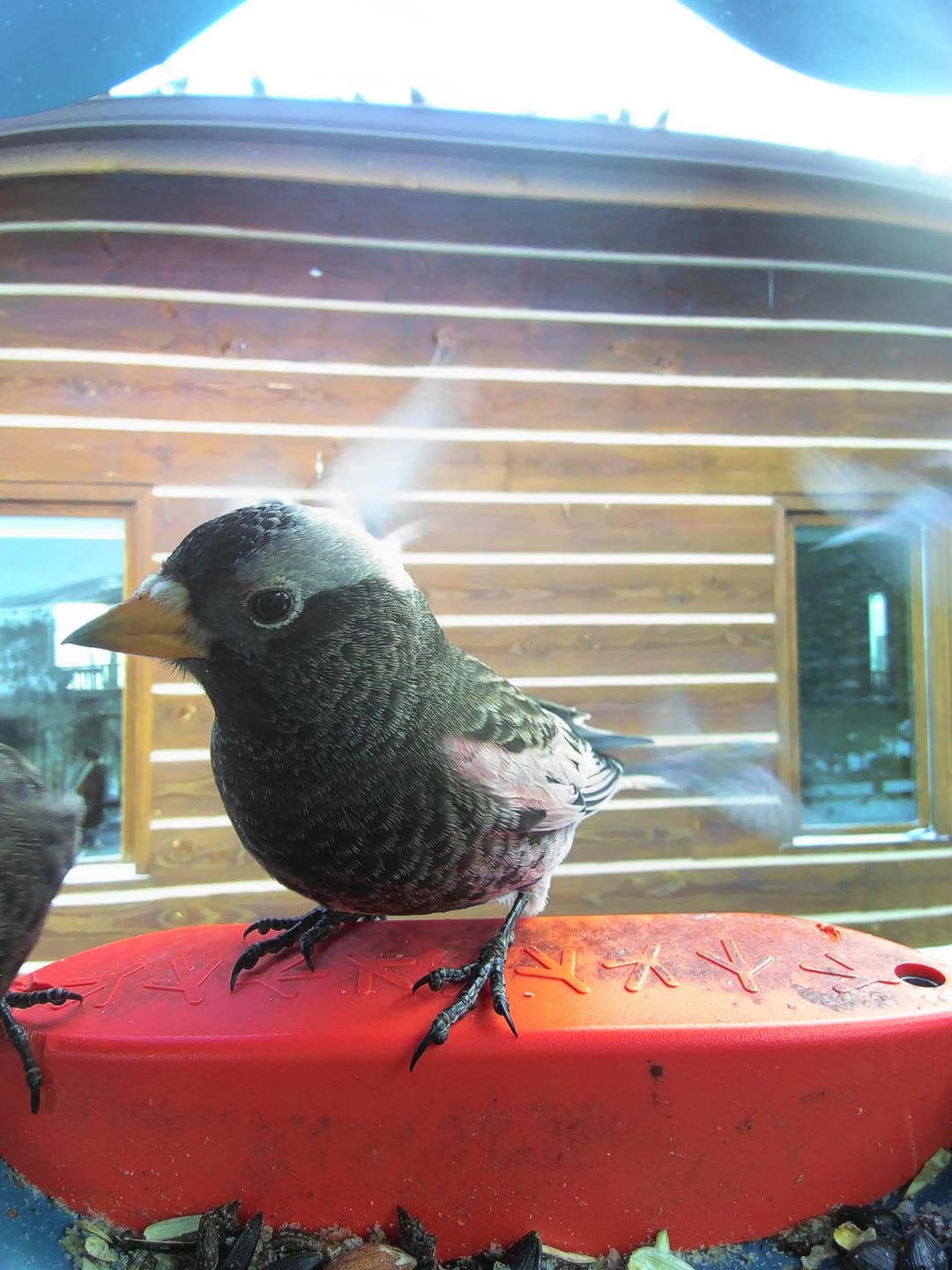 Black Rosy-Finch