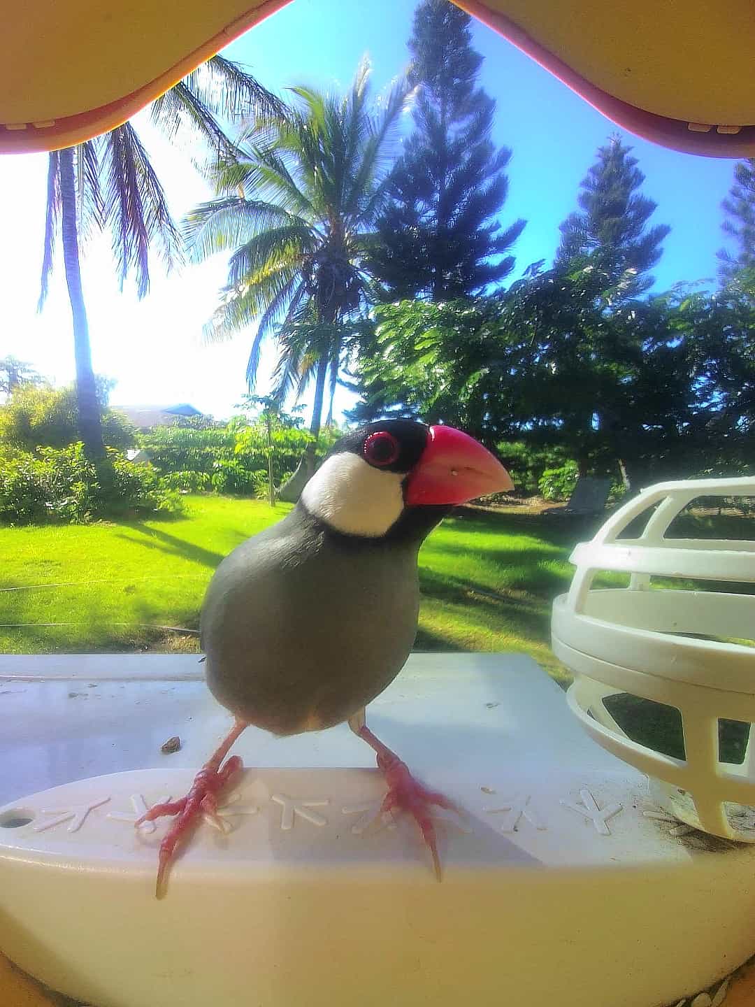 Java Sparrow