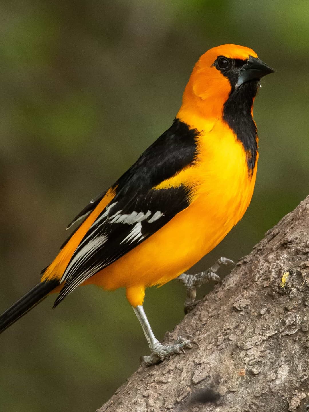 Altamira Oriole